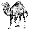 Perl base packages